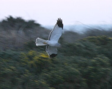 henharrier8 Hen Harrier Langness, Isle of Man