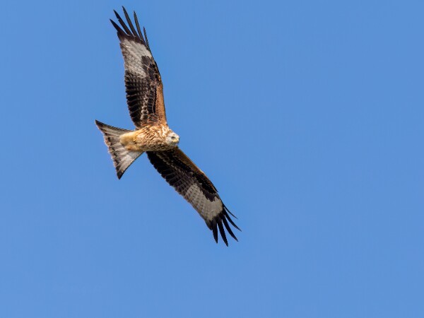 Red Kite