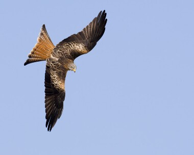 redkite180208b Red Kite Gigrin Farm, Wales