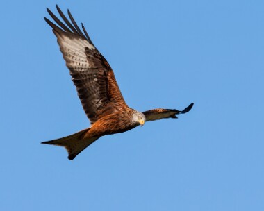 redkite180208h Red Kite Gigrin Farm, Wales