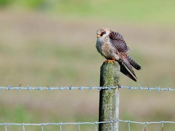 Red-footed Falcon