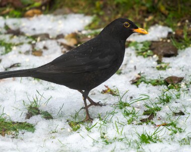 blackbird100126 Blackbird Douglas, Isle of Man