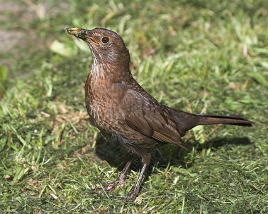 blackbird12 Blackbird Castletown, Isle of Man