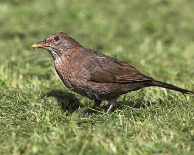 blackbird13 Blackbird Castletown, Isle of Man