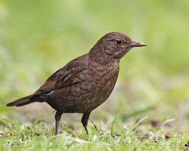 blackbird160607 Blackbird Castletown, Isle of Man