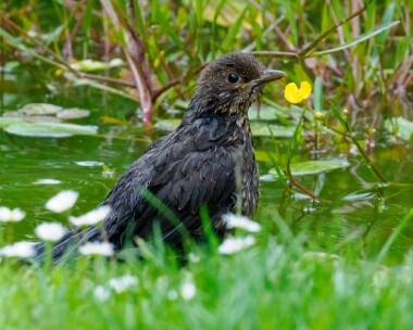 blackbird170622 Blackbird Douglas, Isle of Man