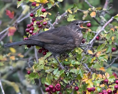 blackbird171015 Blackbird Cley, Norfolk