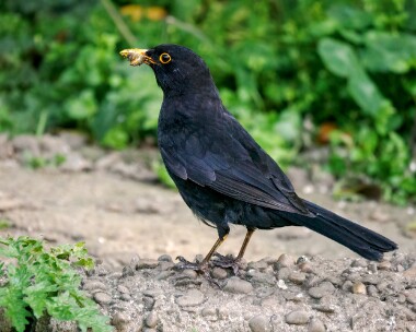 blackbirdiso8000b Blackbird Douglas, Isle of Man