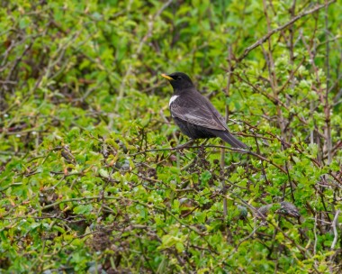 ringouzel040424s Ring Ouzel Holme, Norfolk