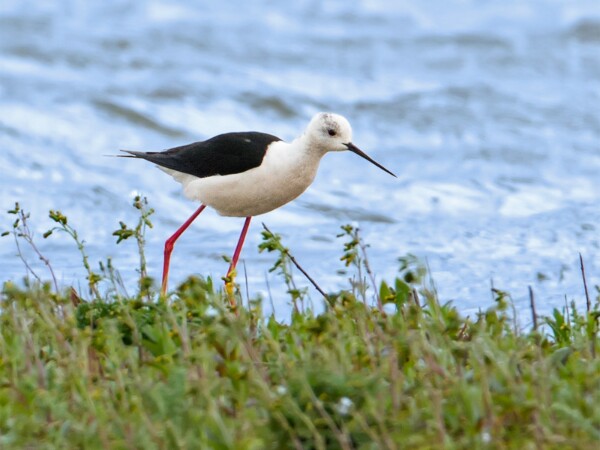 Black-winged Stilt