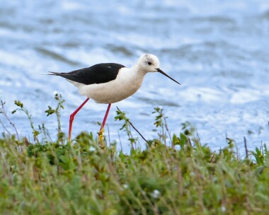 blackwingedstilt110512 Black-winged Stilt Frampton Marsh, Lincolnshire