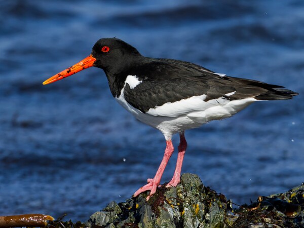 Oystercatcher