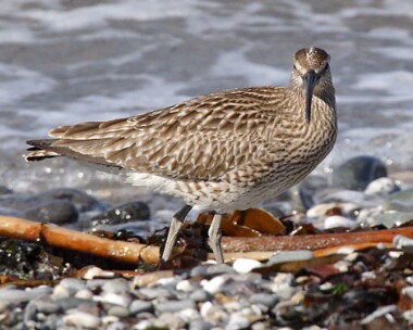 whimbrel10 Whimbrel Strandhall, Isle of Man