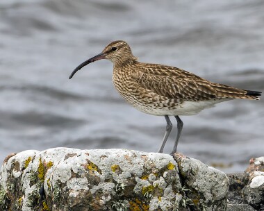 whimbrel280413 Whimbrel Langness, Isle of Man