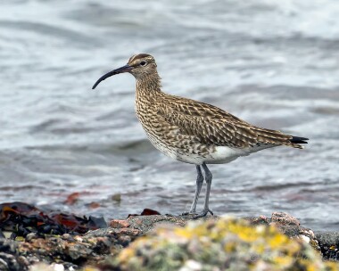 whimbrel280413b Whimbrel Langness, Isle of Man