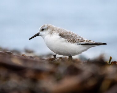 sanderling050226 Sanderling Langness, Isle of Man