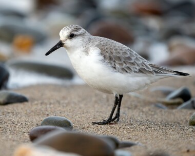 sanderling220226 Sanderling Smeale, Isle of Man