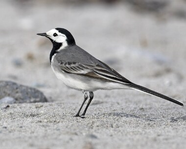 piedwag20070420 White Wagtail Sandwick, Isle of Man