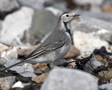 piedwagtail24 Pied Wagtail Derbyhaven, Isle of Man