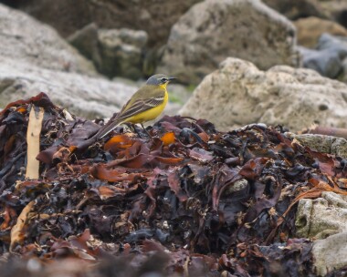 yellowwag010526