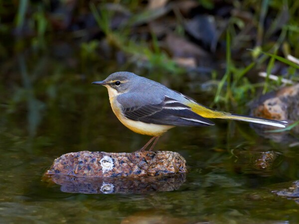 Grey Wagtail