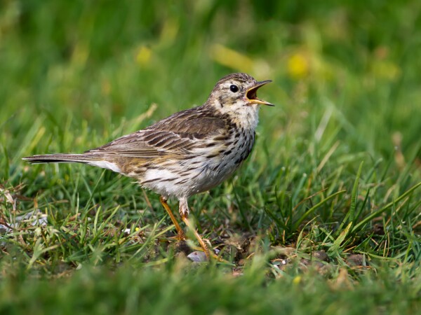 Meadow Pipit