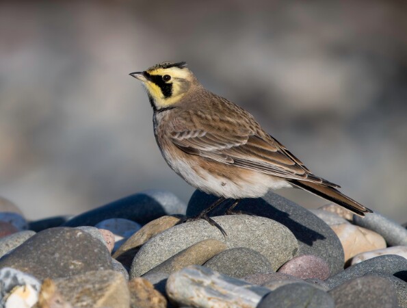 Shorelark