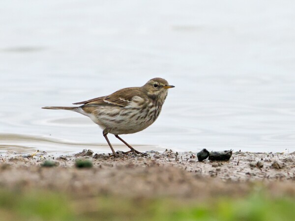 Water Pipit