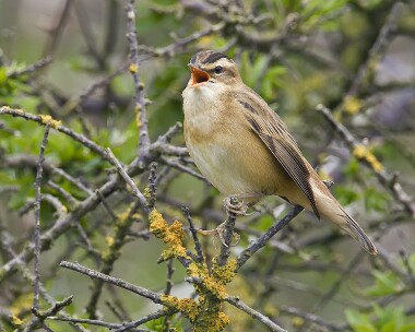 sedgewarbler090508 Sedge Warbler Langness, Isle of Man