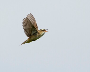 sedgewarbler130710 Sedge Warbler Langness, Isle of Man
