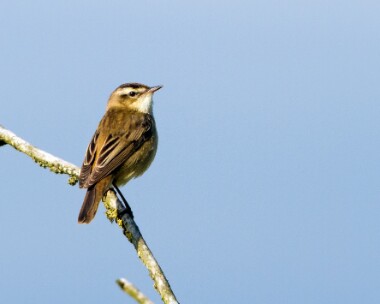 sedgewarbler170510 Sedge Warbler Lakenheath, Suffolk