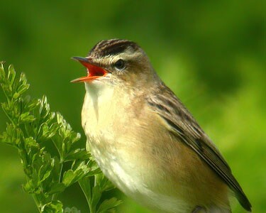sedgewarbler2_filtered Sedge Warbler Langness, Isle of Man