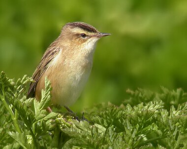 sedgewarbler5 Sedge Warbler Langness, Isle of Man