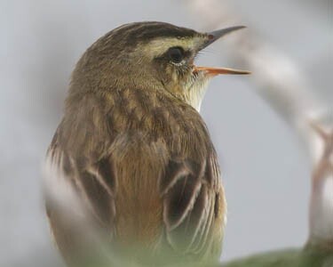 sedgewarbler8 Sedge Warbler Langness, Isle of Man