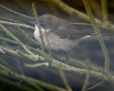 siblesserwhitethroat070214