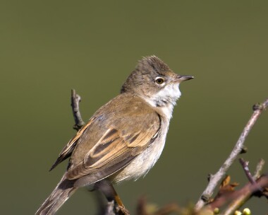 whitethroat100509 Common Whitethroat Langness, Isle of Man