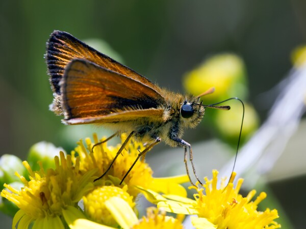 Essex Skipper