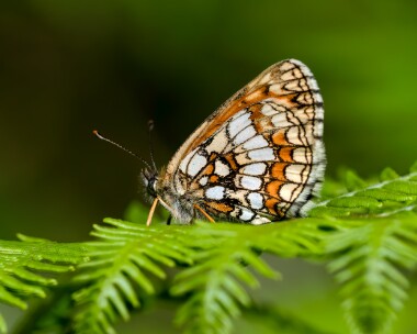 heathfritillary230624c Heath Fritillary Blean Woods, Kent