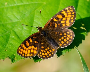 heathfritillary230624h Heath Fritillary Blean Woods, Kent
