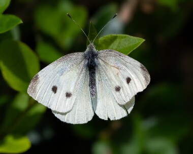 largewhite170823b Large White Douglas, Isle of Man