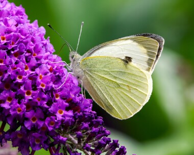 largewhite190725 Large White Stoney Mountain, Isle of Man