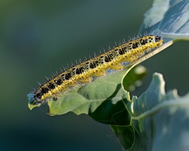 largewhitecaterpillar170823 Large White Caterpillar Douglas, Isle of Man