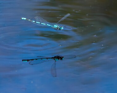 commonbluedam190725 Common Blue Damselfly Stoney Mountain, Isle of Man