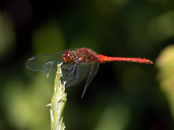 Ruddy Darter