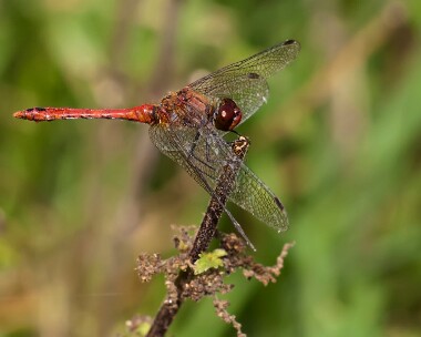 ruddydarter030911 Ruddy Darter RSPB Lakenheath, Suffolk