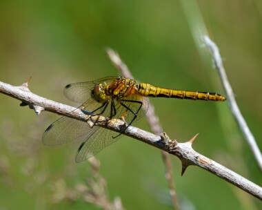 ruddydarter050721 Ruddy Darter Winterton Dunes, Norfolk