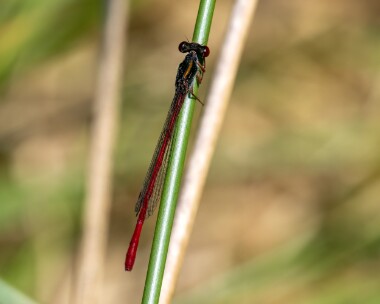 smallred150722b Small Red Damselfly Thursley, Surrey