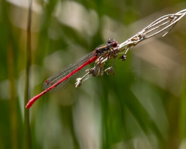 smallred150722c Small Red Damselfly Thursley, Surrey