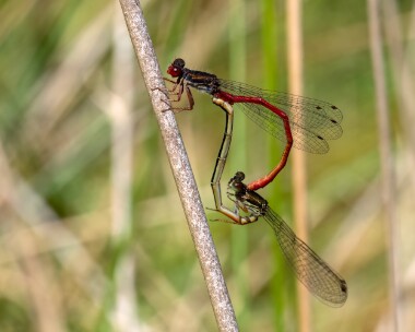 smallred150722d Small Red Damselfly Thursley, Surrey
