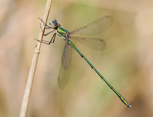 Willow Emerald Damselfly